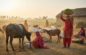Sindh-Rural-Women-Sindh-Courier-1